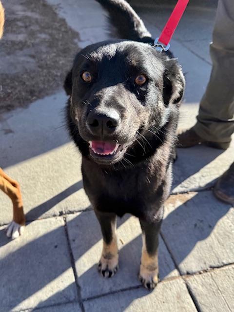 Jasper, a ADOPTABLE mixed breed in Riverton, WY image 1/3