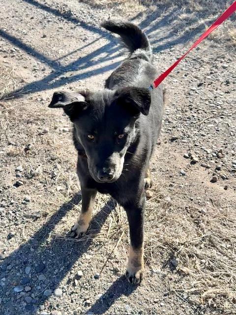 Jasper, a ADOPTABLE mixed breed in Riverton, WY image 2/3