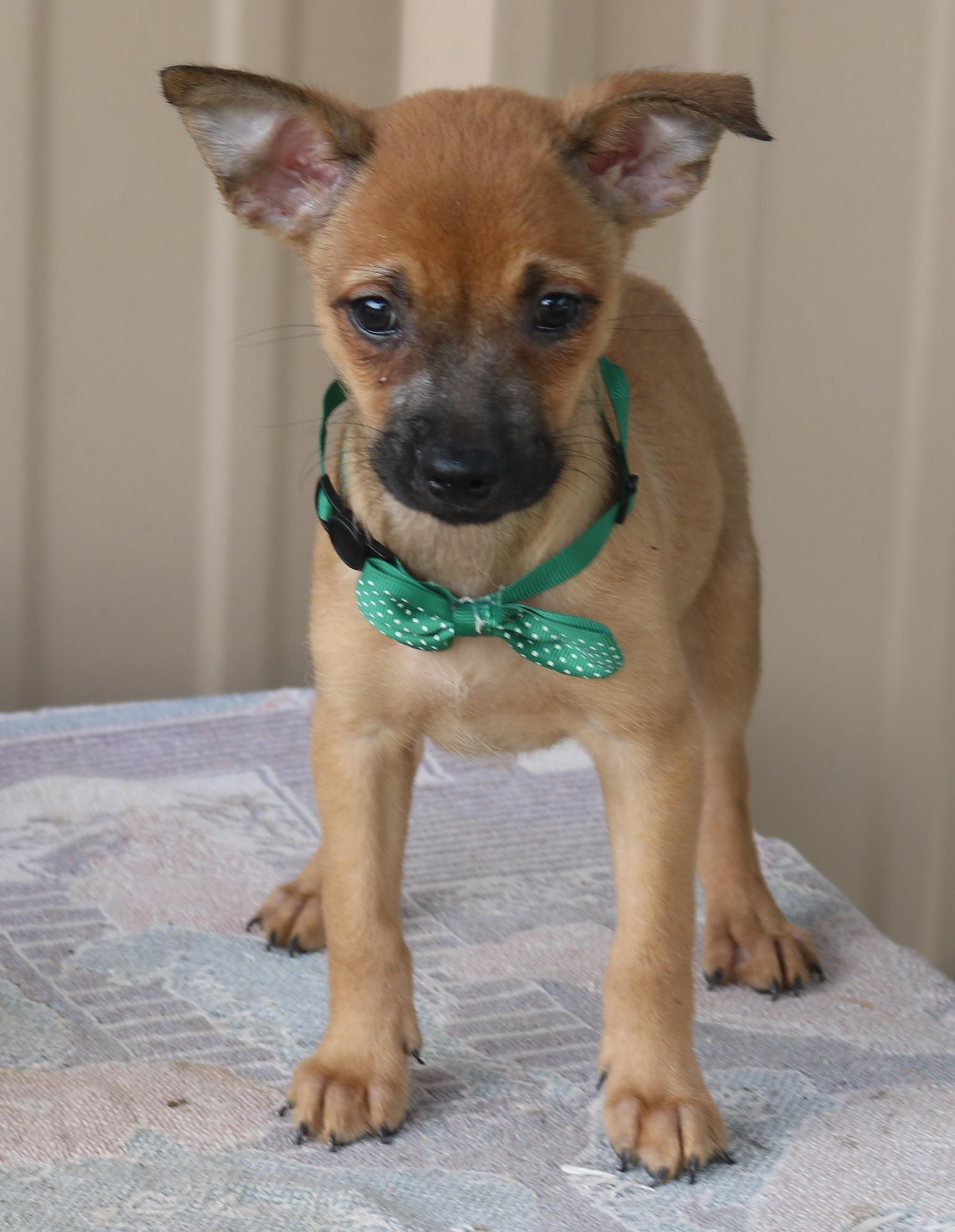 Sean, adopted, Puppy Male Fox Terrier & Chihuahua.