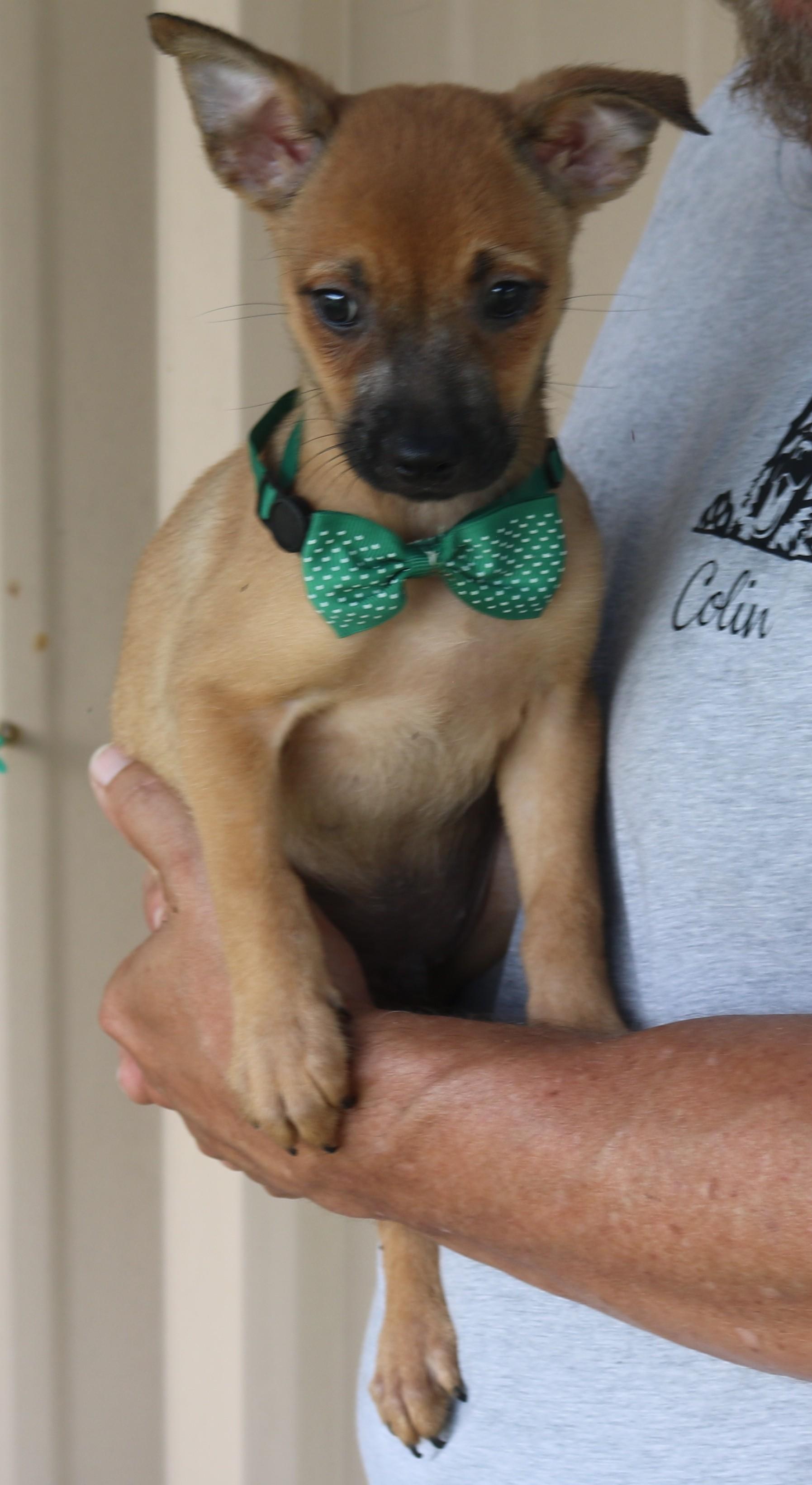 Sean, an adopted mixed breed in Bandera, TX image 3/4