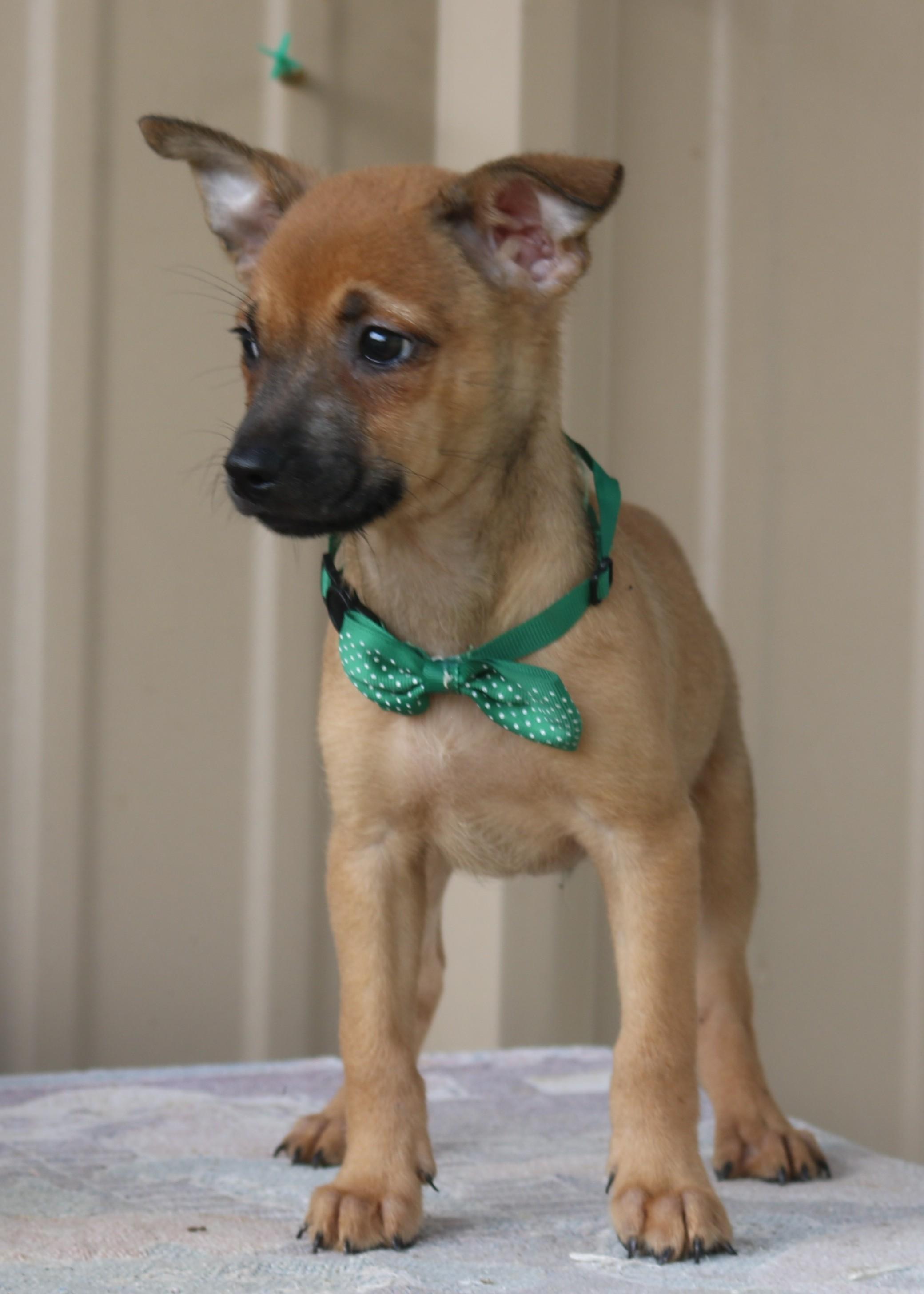 Sean, an adopted mixed breed in Bandera, TX image 2/4