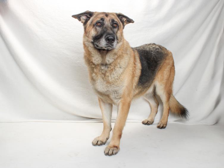 DOZER, Adoptable, Adult Male German Shepherd Dog.