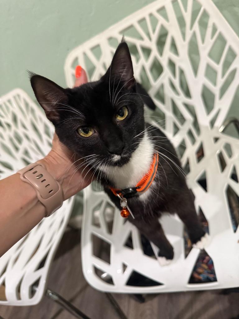 Sugar, Adoptable, Kitten Female Domestic Short Hair.