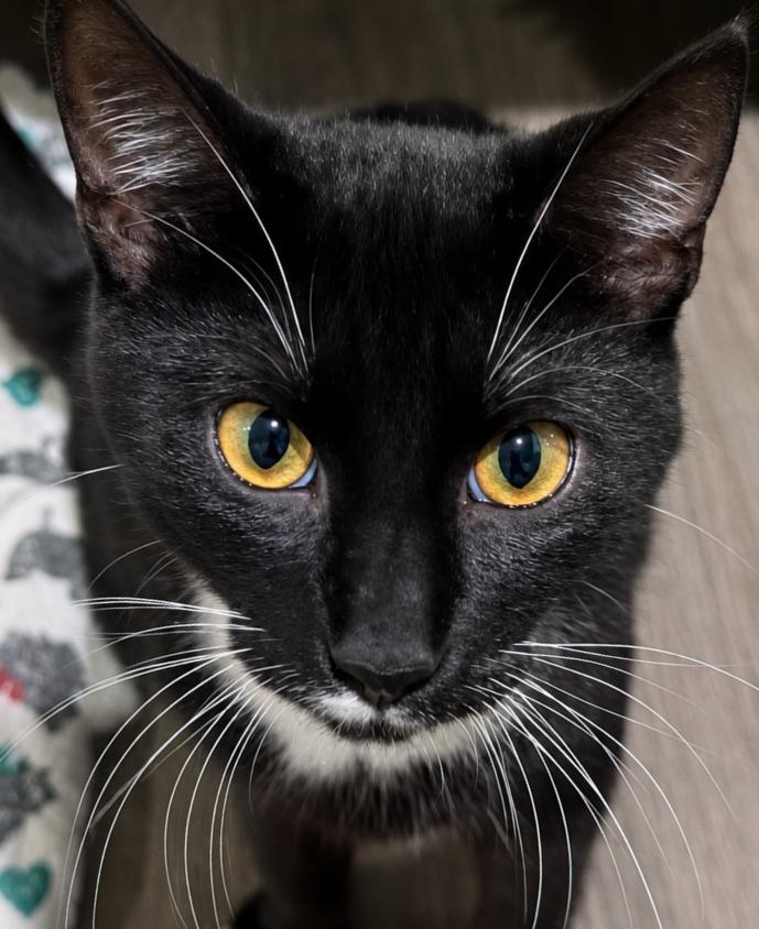 Enlarge Sugar, a Adoptable mixed breed in Labelle, FL image 2/6