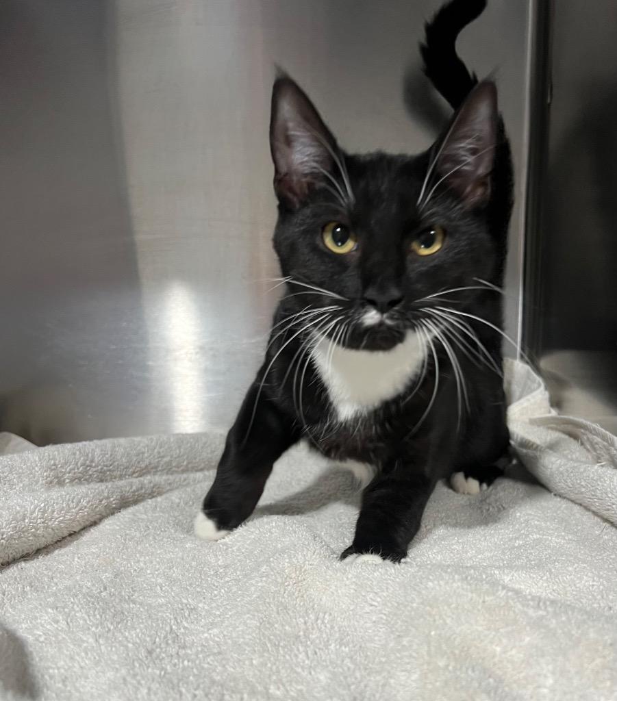 Enlarge Sugar, a Adoptable mixed breed in Labelle, FL image 6/6