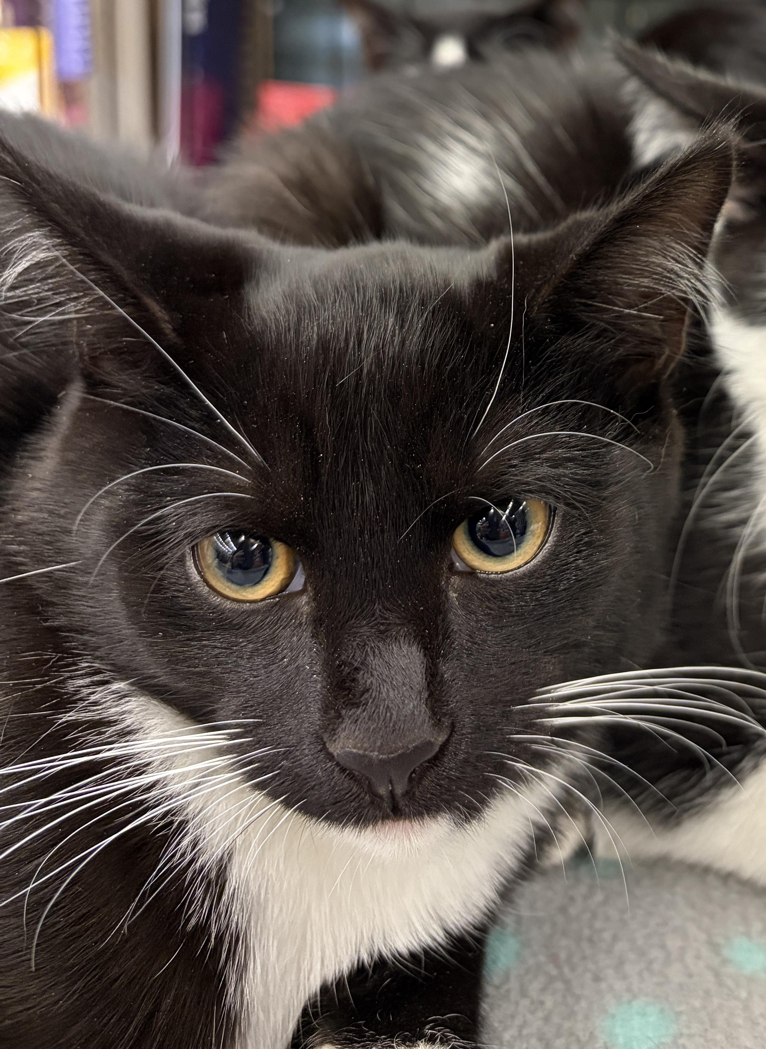 Snoot, a ADOPTABLE Domestic Short Hair in Easley, SC image 1/2