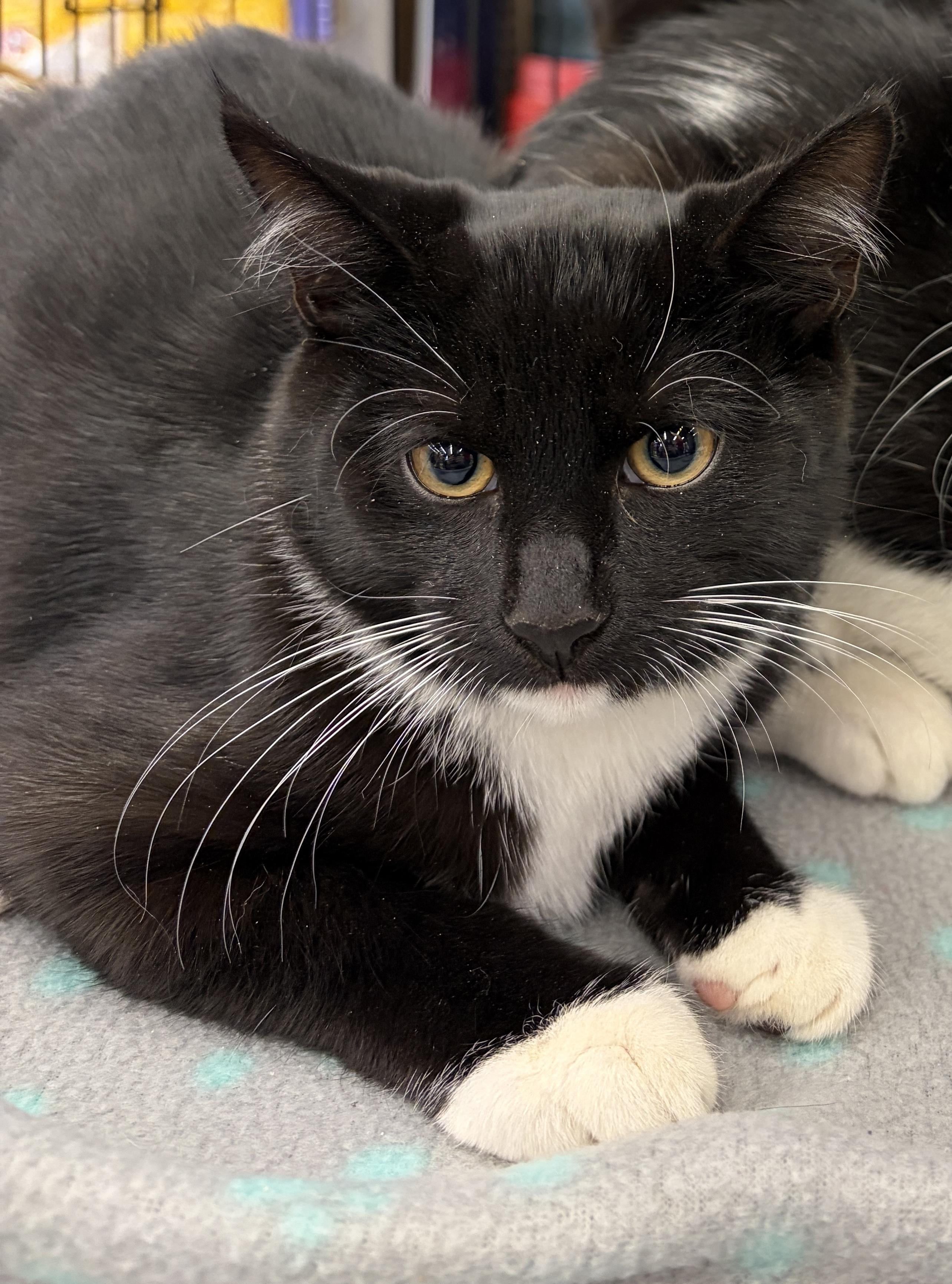 Snoot, a ADOPTABLE Domestic Short Hair in Easley, SC image 2/2