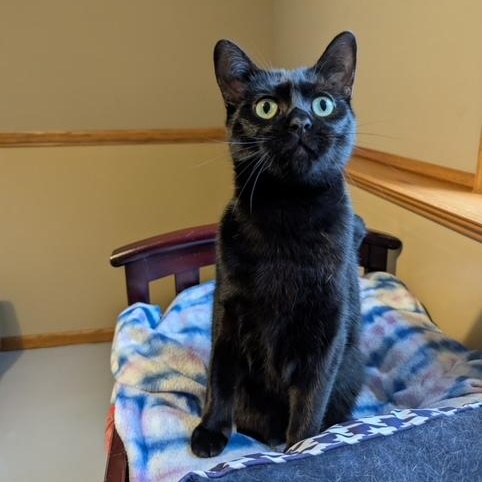 Enlarge Bert, an adoptable Domestic Short Hair in Hudsonville, MI image 2/4