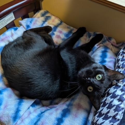 Enlarge Bert, an adoptable Domestic Short Hair in Hudsonville, MI image 3/4