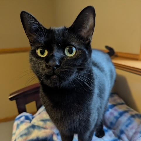 Enlarge Bert, an adoptable Domestic Short Hair in Hudsonville, MI image 1/4