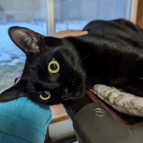 Enlarge Bert, an adoptable Domestic Short Hair in Hudsonville, MI image 4/4