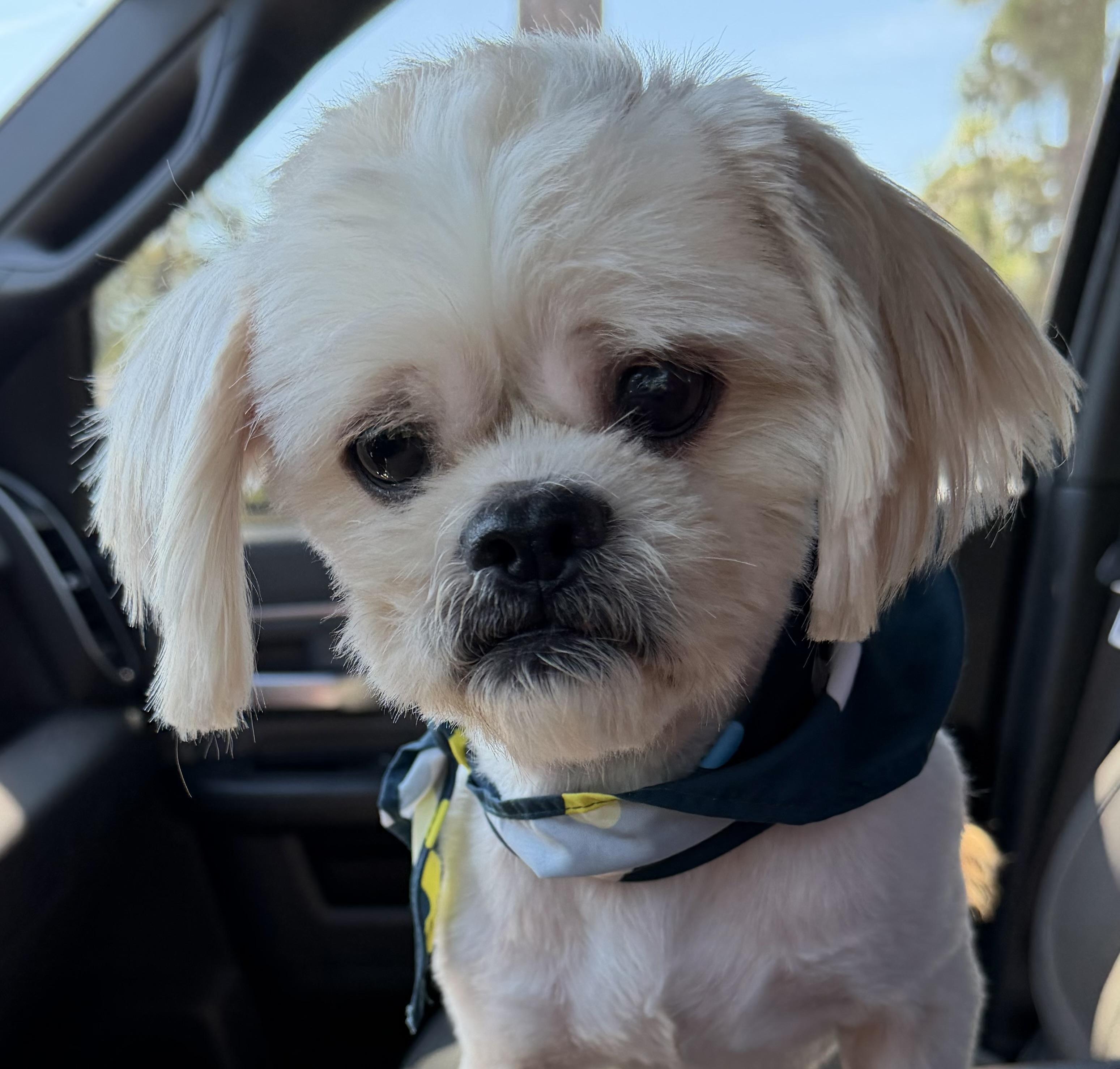 Enlarge Fabian, a Adopted Shih Tzu in Douglas, GA image 2/2