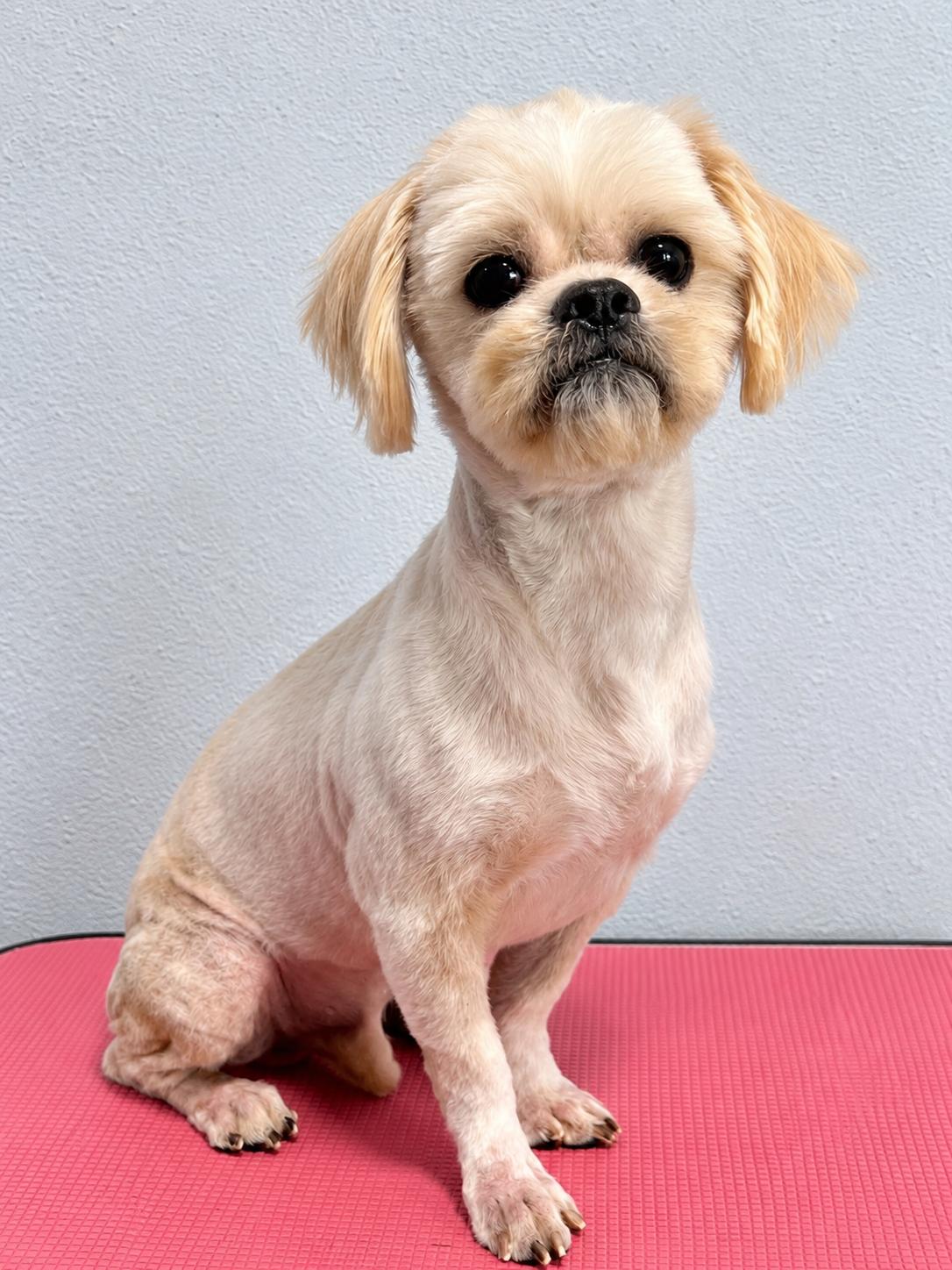 Enlarge Fabian, a Adopted Shih Tzu in Douglas, GA image 1/2