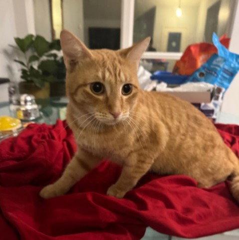 Felix #check-meowt, Adopted, Young Male Tabby & Domestic Short Hair.