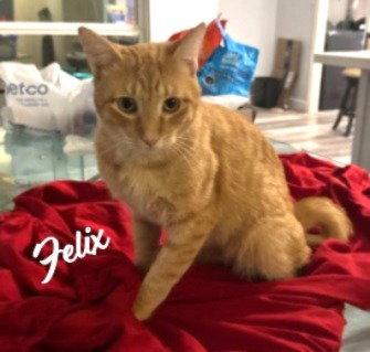 Enlarge Felix #check-meowt, a Adopted mixed breed in Houston, TX image 2/2
