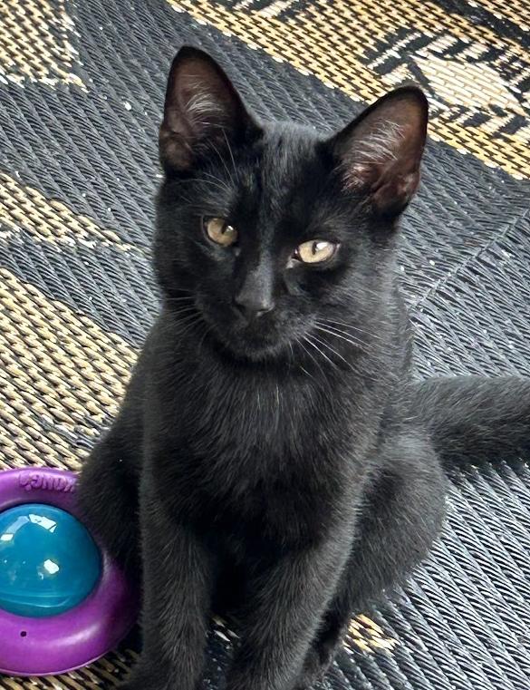 Enlarge Piney, a Adoptable Domestic Short Hair in Wadsworth, OH image 2/4