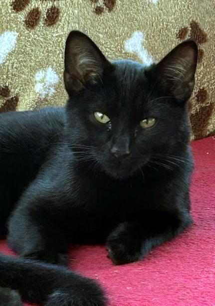 Piney, Adoptable, Kitten Male Domestic Short Hair.