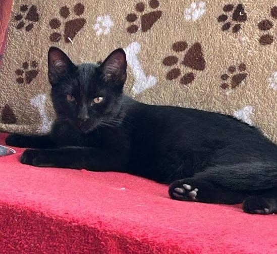 Enlarge Piney, a Adoptable Domestic Short Hair in Wadsworth, OH image 3/4