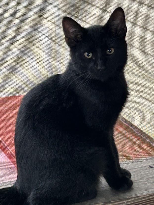 Enlarge Piney, a Adoptable Domestic Short Hair in Wadsworth, OH image 1/4