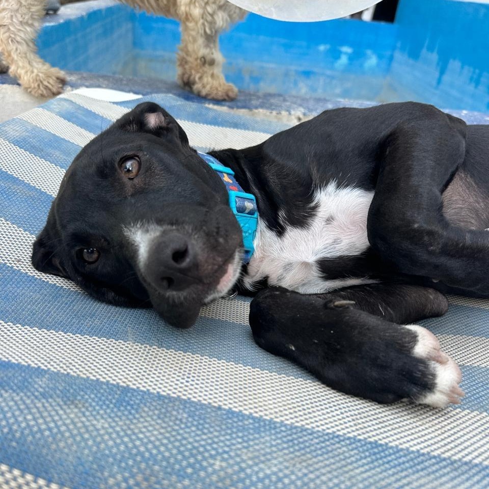 Enlarge Baloo, a ADOPTABLE Mixed Breed in North Vancouver, BC image 4/5