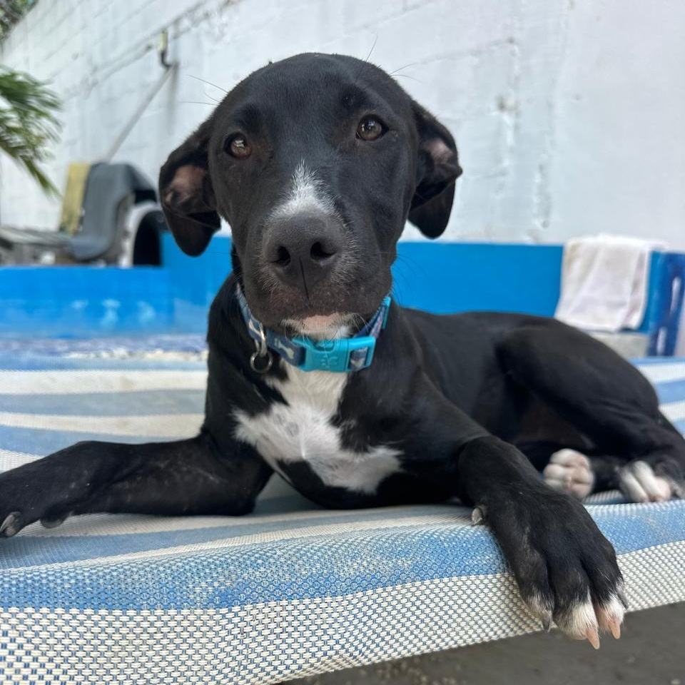 Baloo, ADOPTABLE, Young Female Mixed Breed.