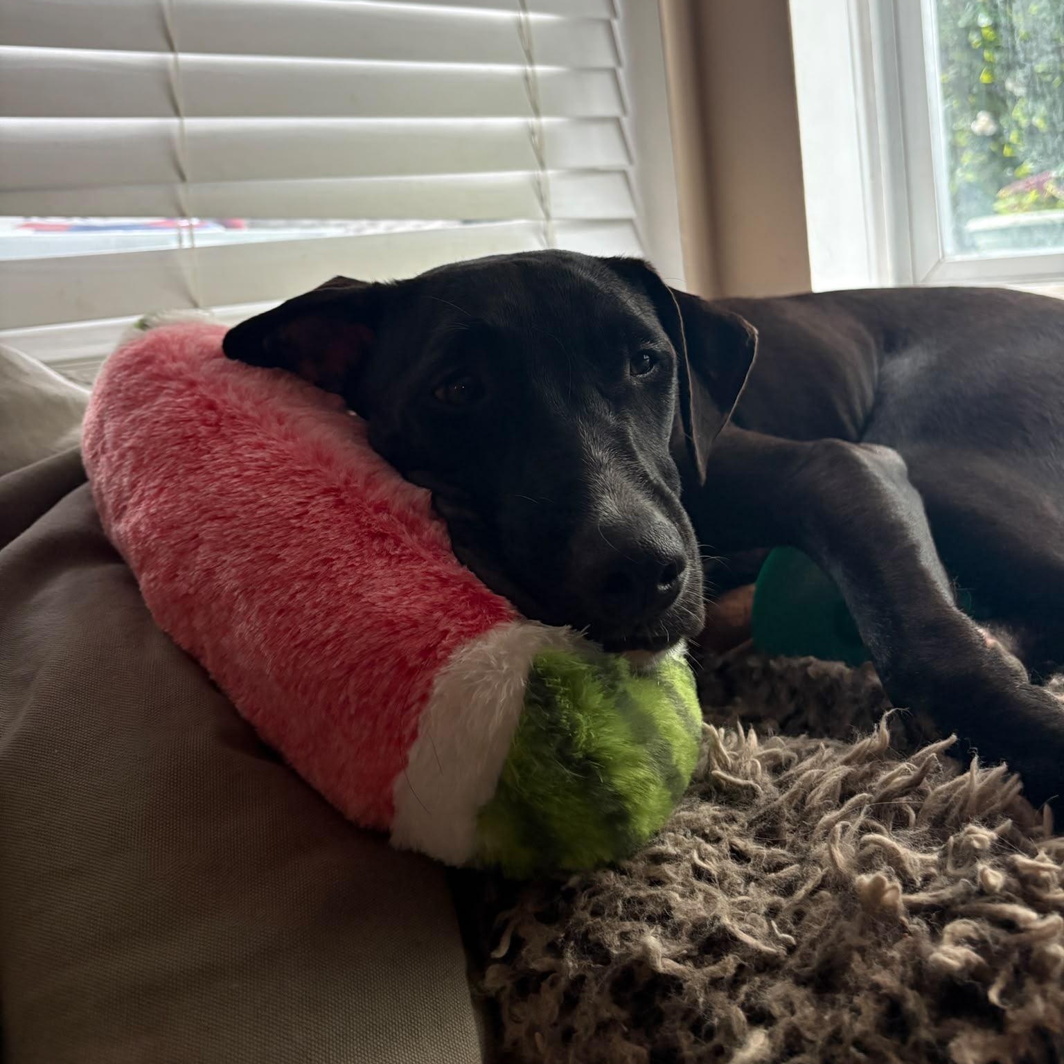 Baloo, an adopted Mixed Breed in North Vancouver, BC image 3/6