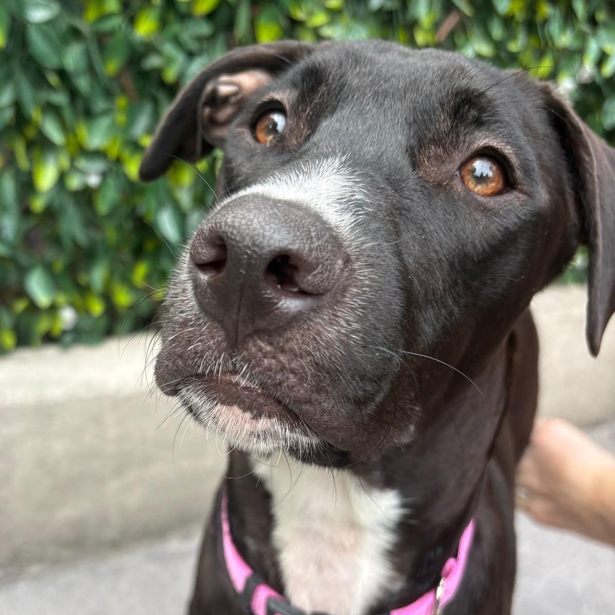 Baloo, adopted, Young Female Mixed Breed.