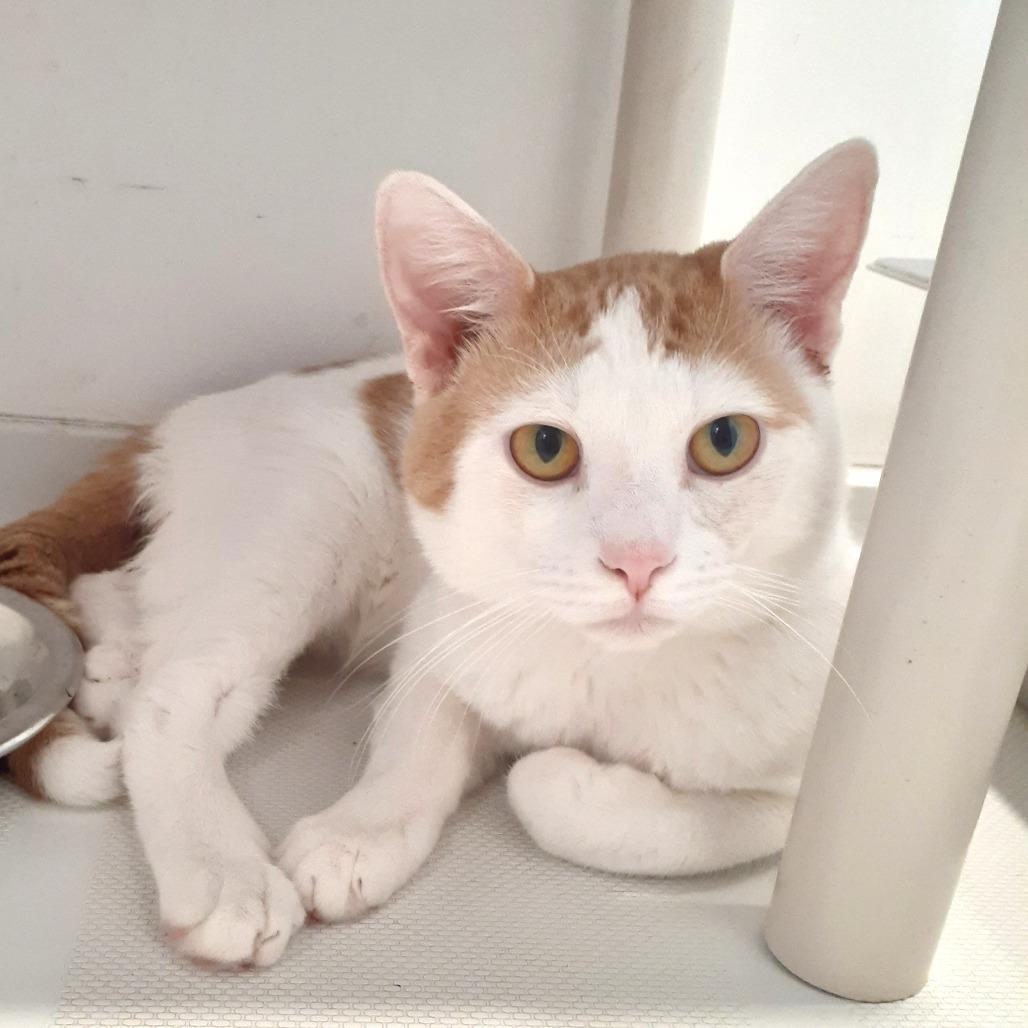 Dave, Adoptable, Adult Male Domestic Short Hair.