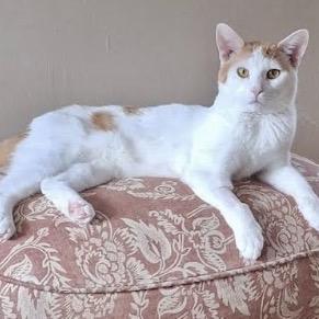 Dave, a Adoptable Domestic Short Hair in Pittsburgh, PA image 2/3