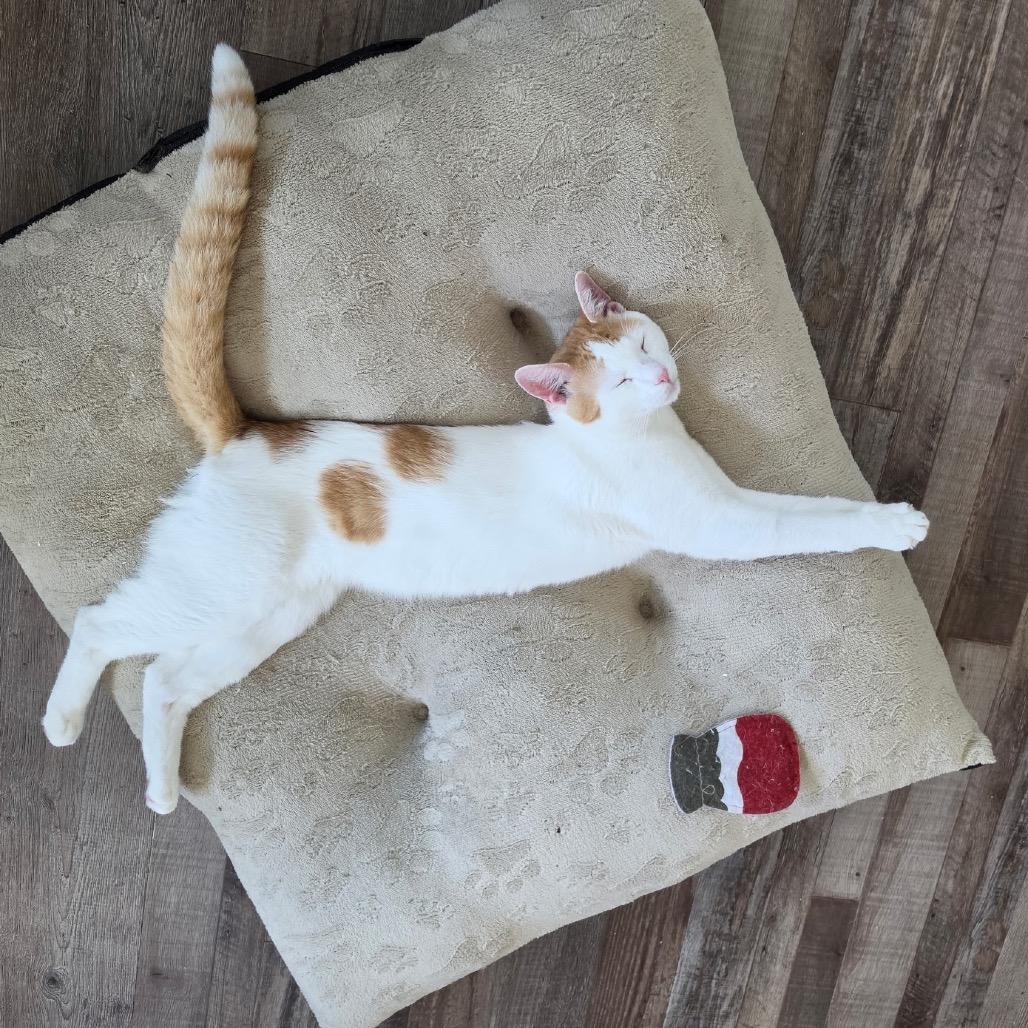 Enlarge Dave, a Adoptable Domestic Short Hair in Pittsburgh, PA image 3/6