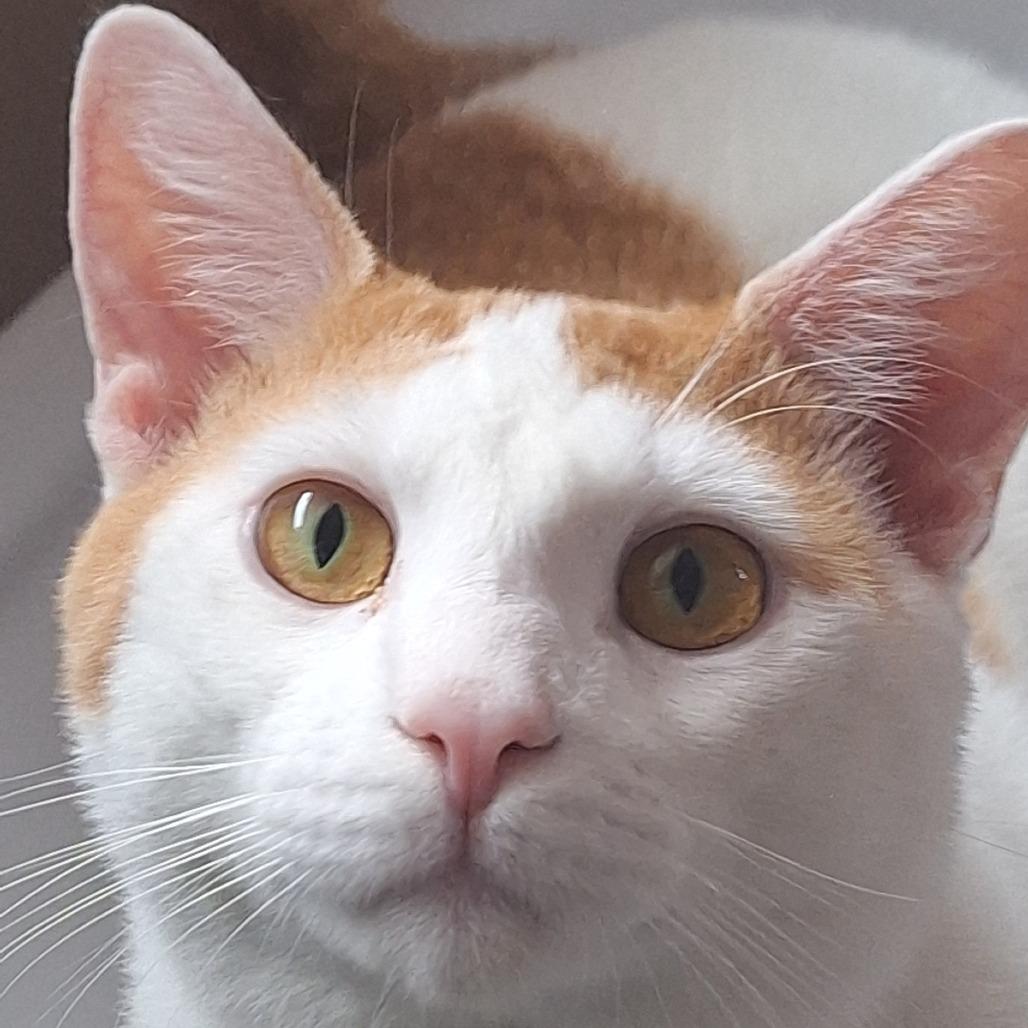 Dave, a Adoptable Domestic Short Hair in Pittsburgh, PA image 3/3