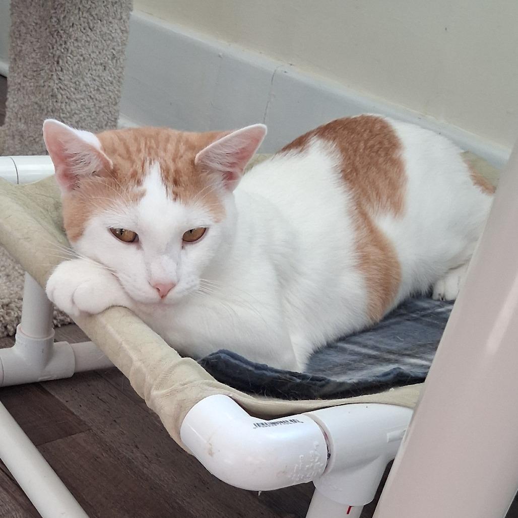 Enlarge Dave, a Adoptable Domestic Short Hair in Pittsburgh, PA image 5/6