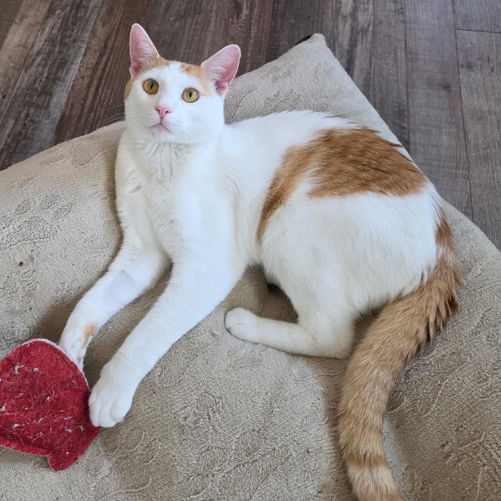 Enlarge Dave, a Adoptable Domestic Short Hair in Pittsburgh, PA image 6/6