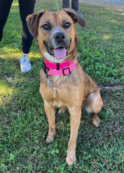 Nova, a Adoptable mixed breed in Mocksville, NC image 1/5