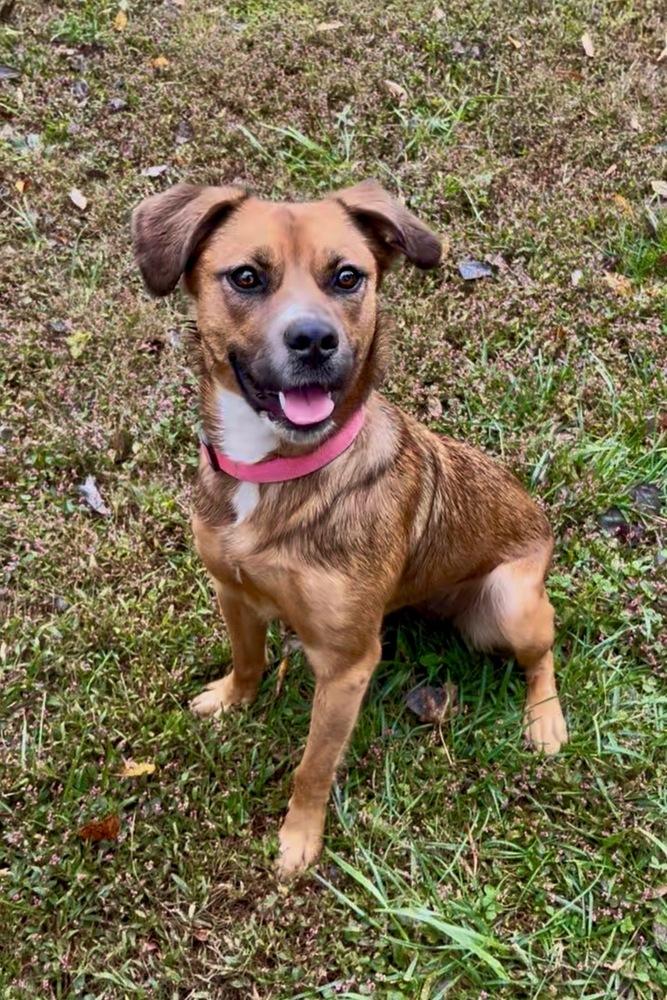 Nova, a Adoptable mixed breed in Mocksville, NC image 3/5