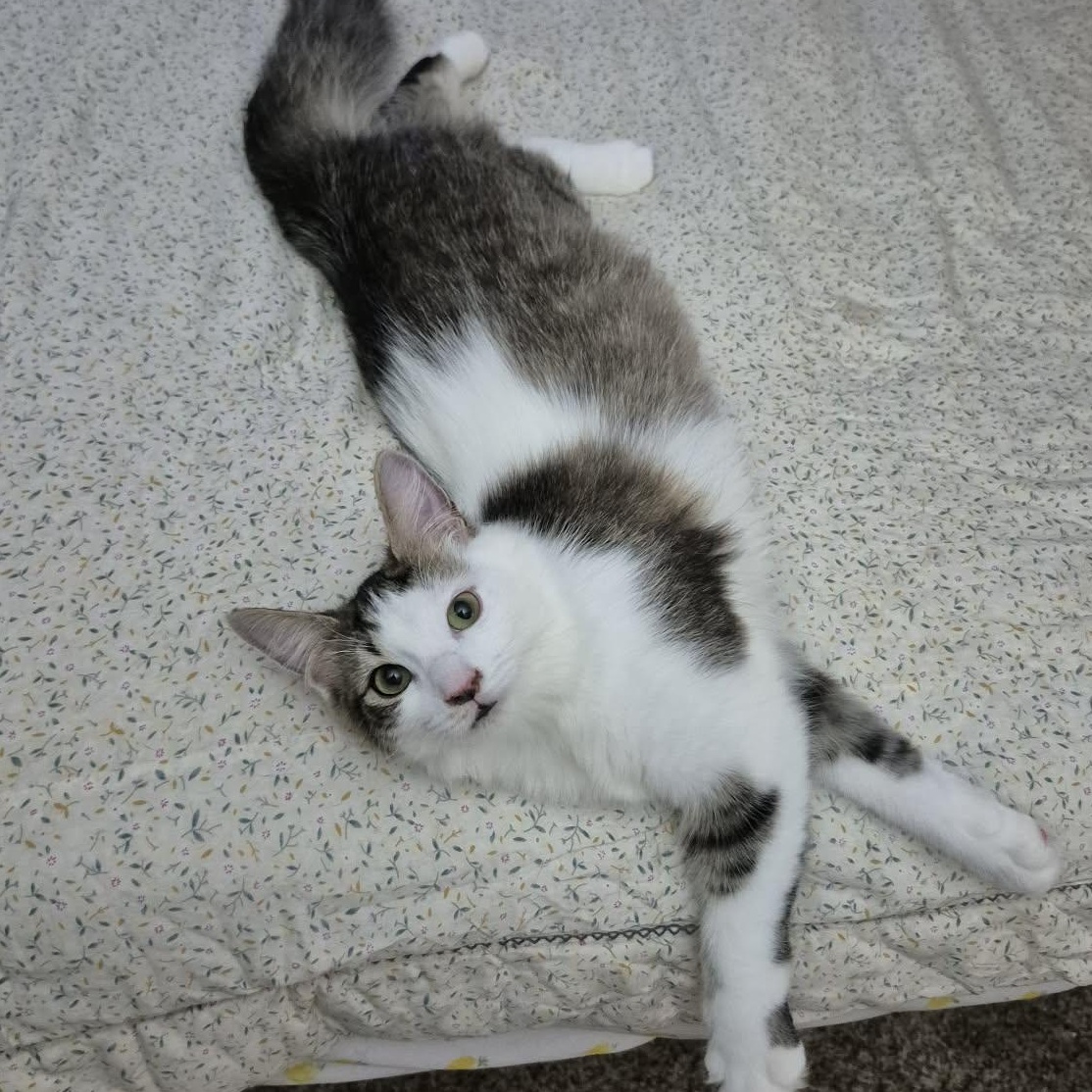 Tessa, ADOPTABLE, Young Female Domestic Medium Hair.