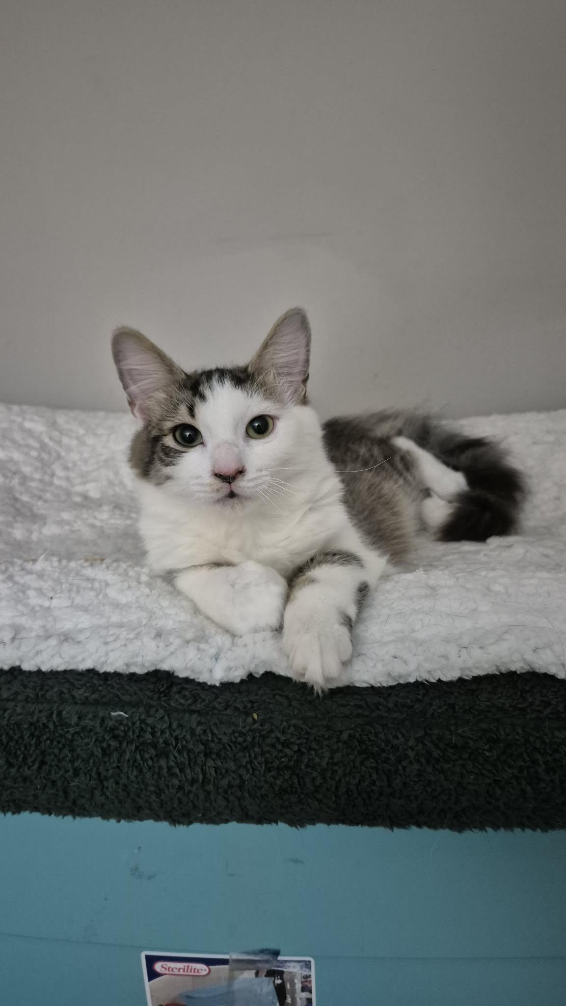 Enlarge Tessa, a ADOPTABLE Domestic Medium Hair in St. Clair Shores, MI image 2/2