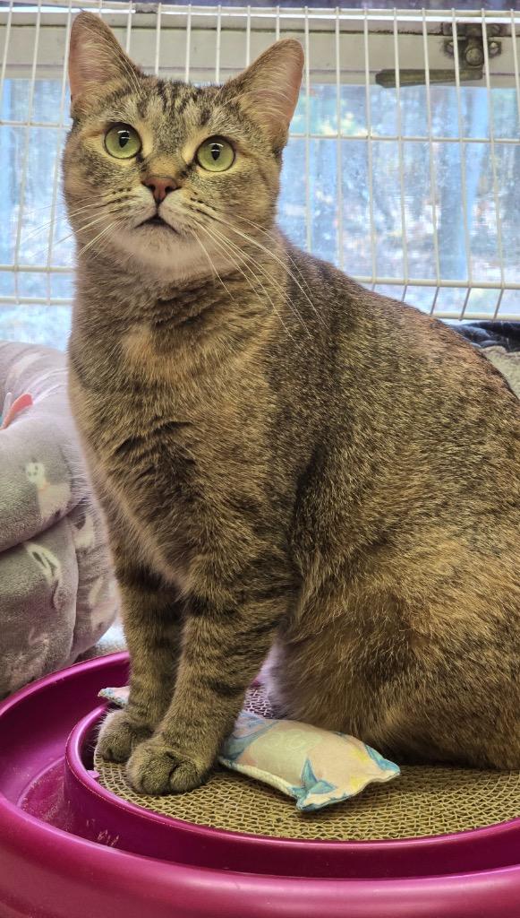 FEYRE, Adoptable, Young Female Domestic Short Hair.