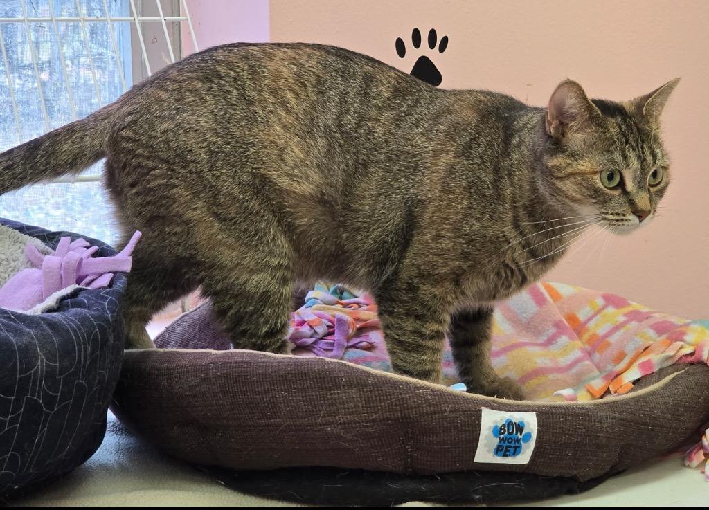 Enlarge FEYRE, a Adoptable mixed breed in Muskegon, MI image 4/5