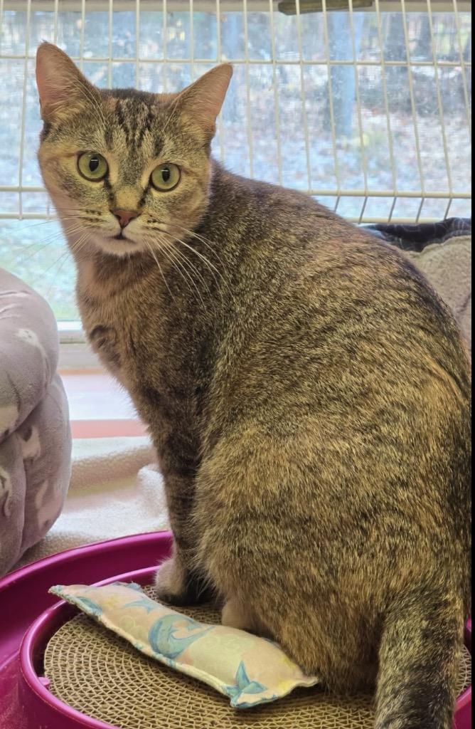 Enlarge FEYRE, a Adoptable mixed breed in Muskegon, MI image 5/5