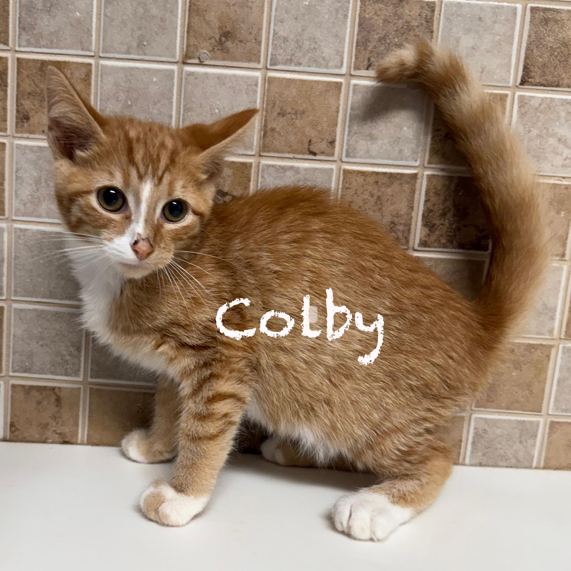 Colby, Baby Male unknown