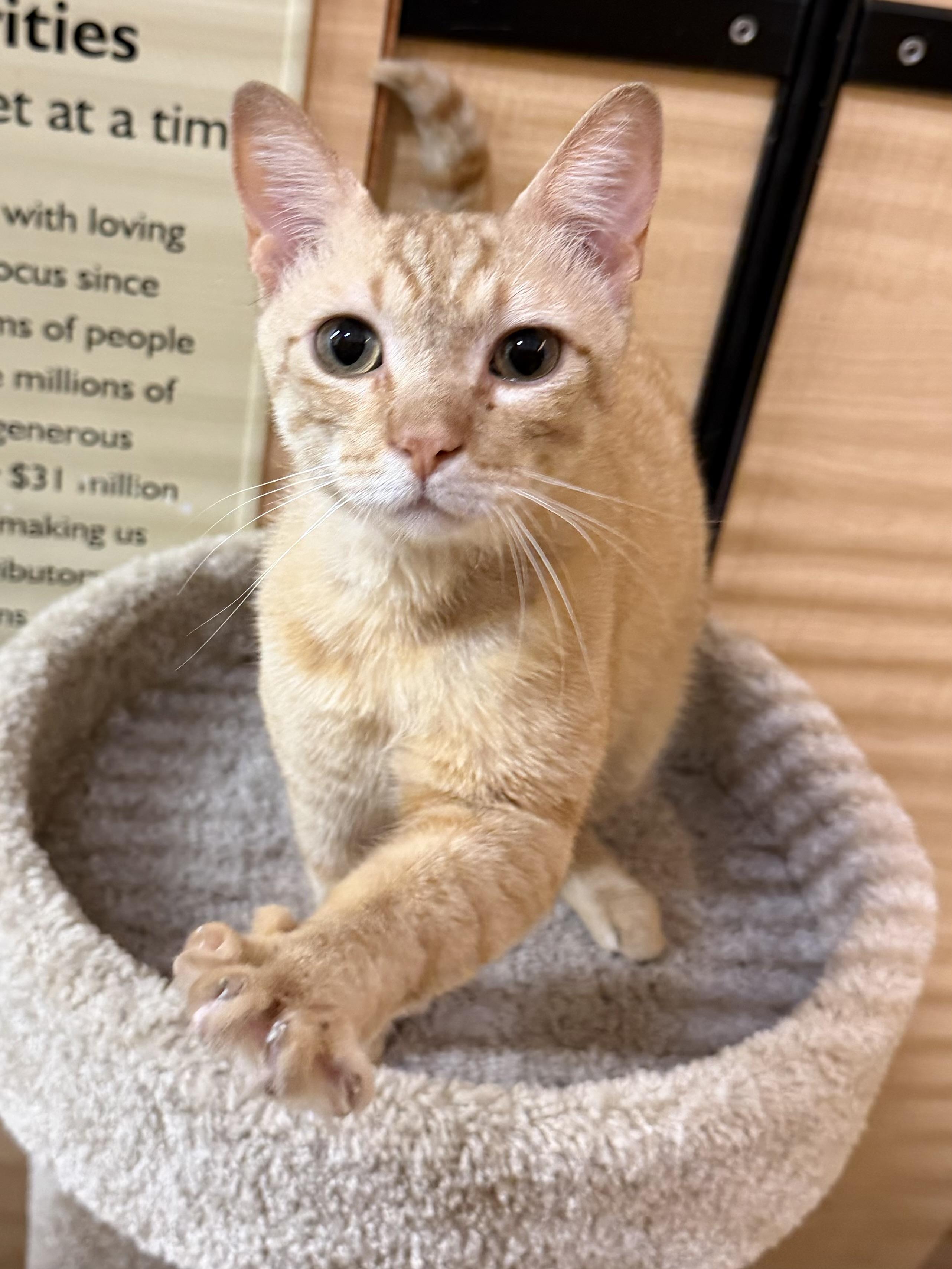 Beetle, an adopted Domestic Short Hair in Springfield, PA image 4/4