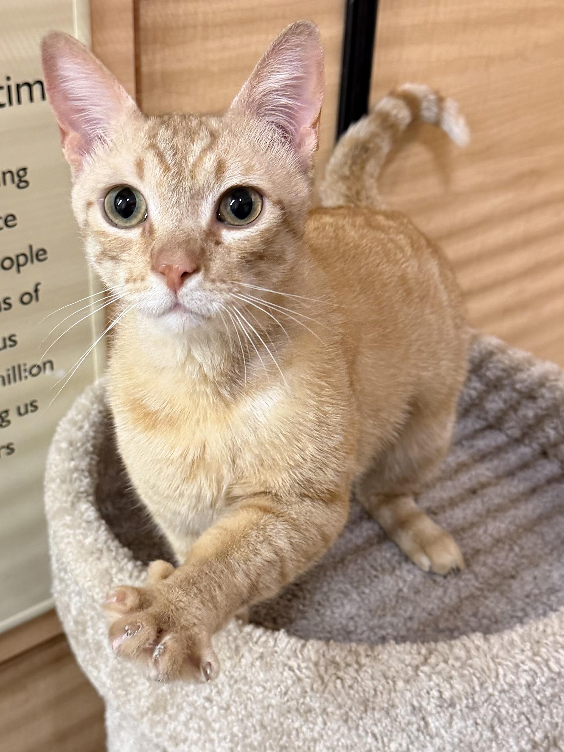 Beetle, an adopted Domestic Short Hair in Springfield, PA image 3/4