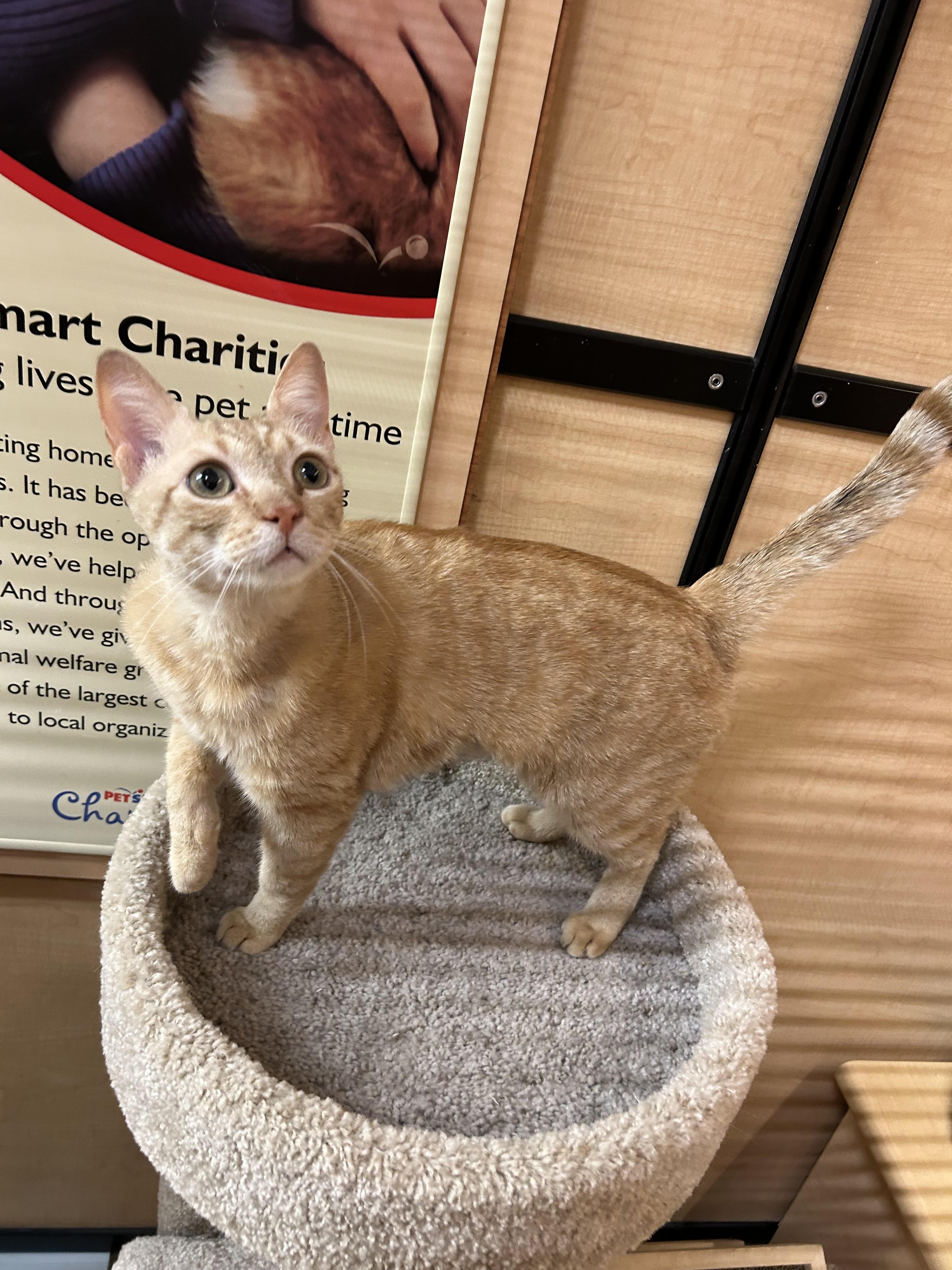 Beetle, adopted, Young Male Domestic Short Hair.