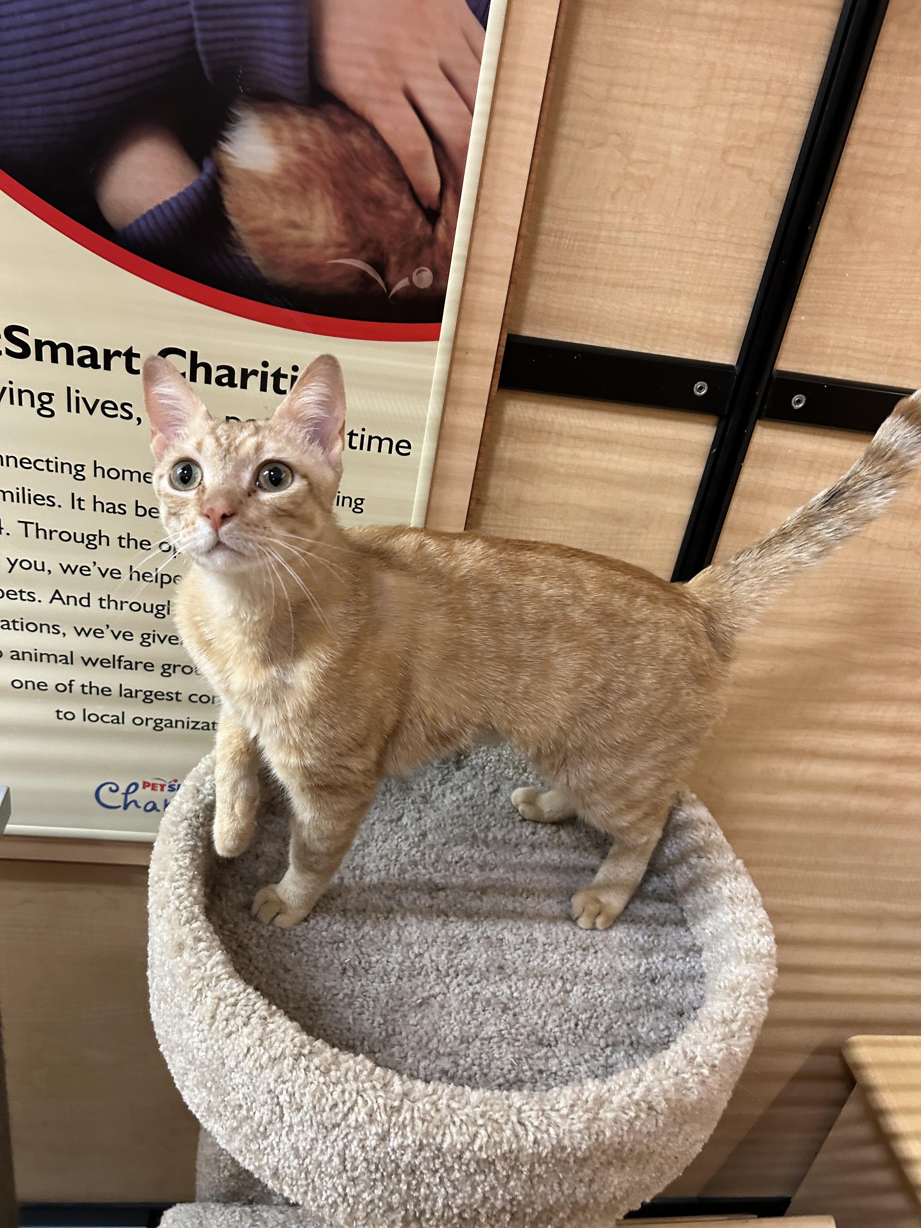 Beetle, an adopted Domestic Short Hair in Springfield, PA image 2/4