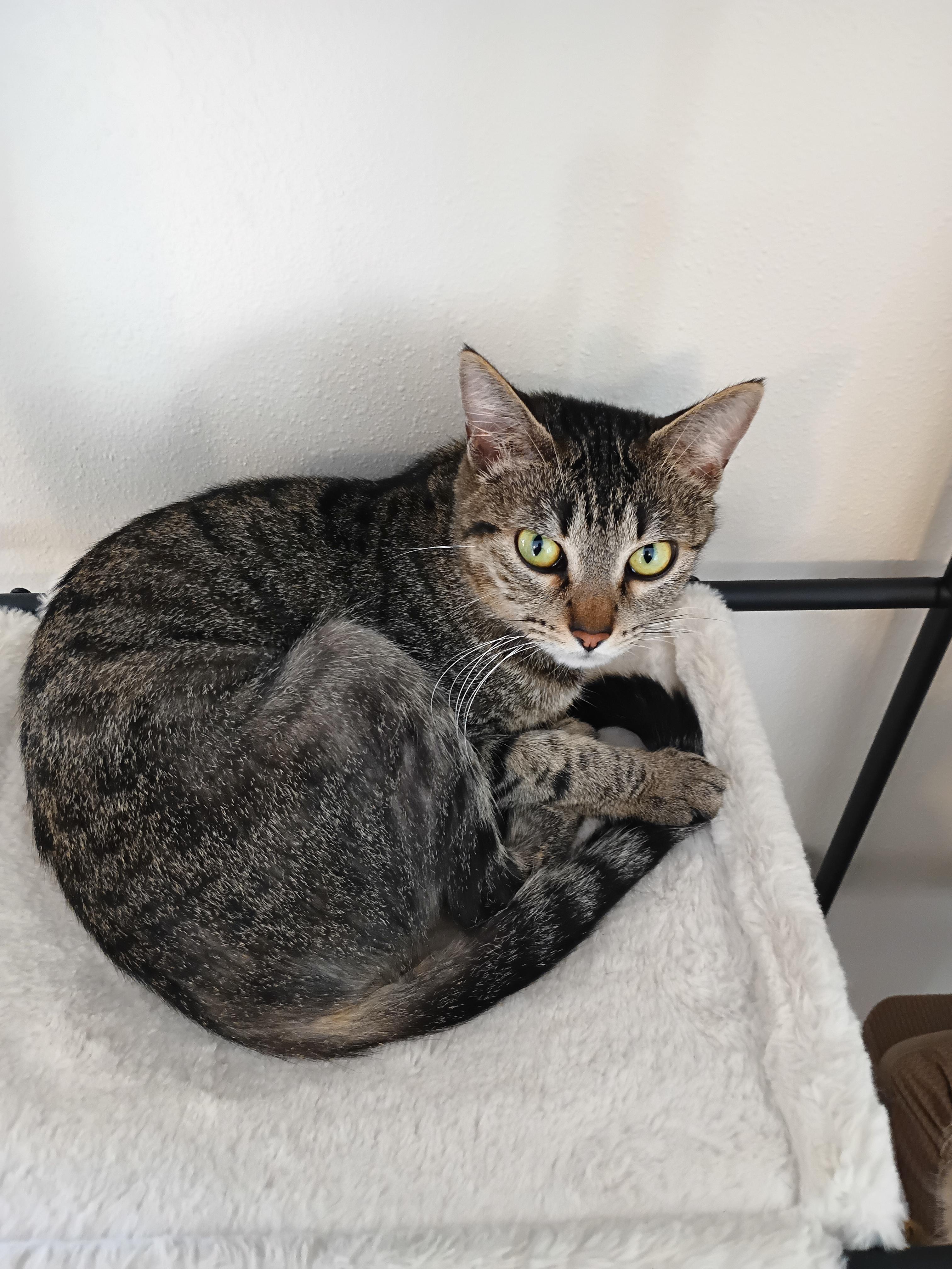 Kitana, Adoptable, Adult Female Domestic Short Hair.