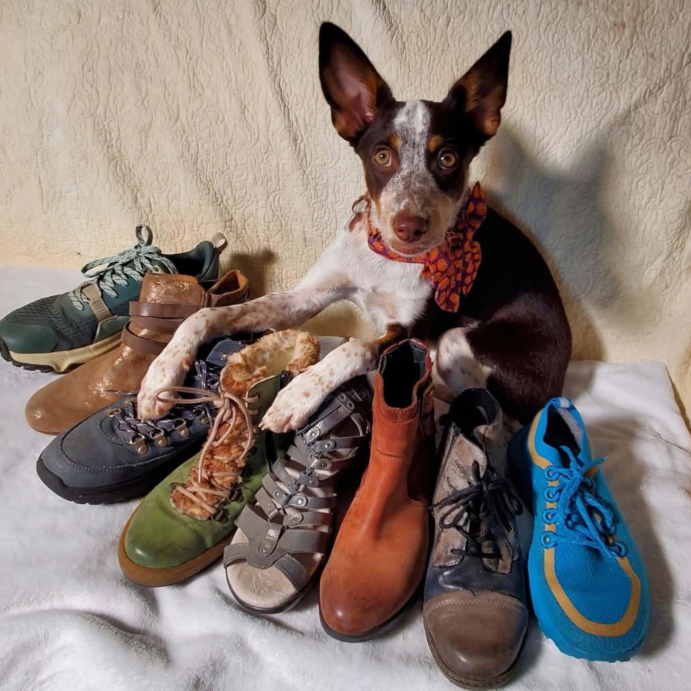 Enlarge Shoe, a Adopted mixed breed in Kingsburg, CA image 3/5