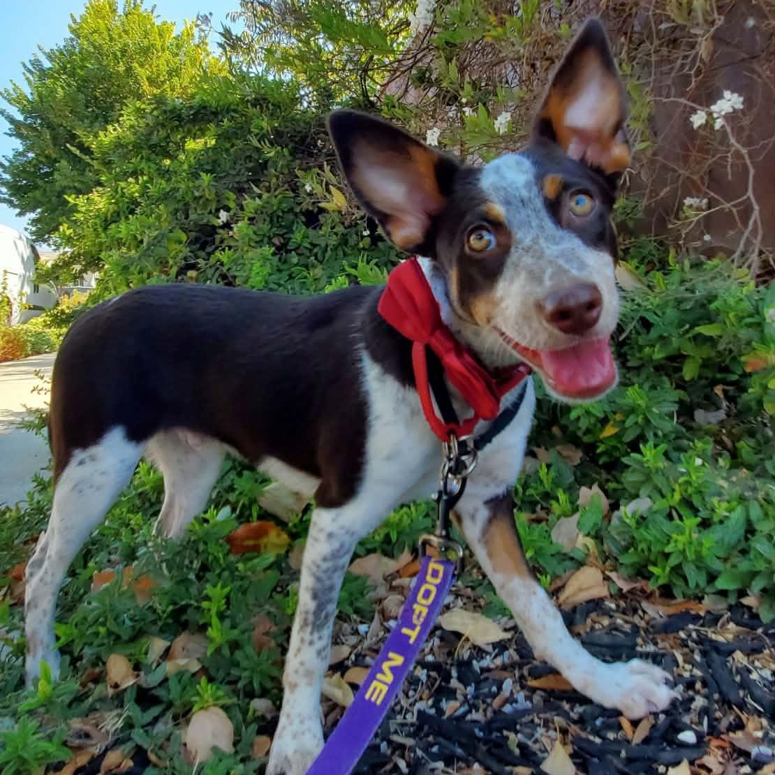 Shoe, Adopted, Puppy Male Cattle Dog.