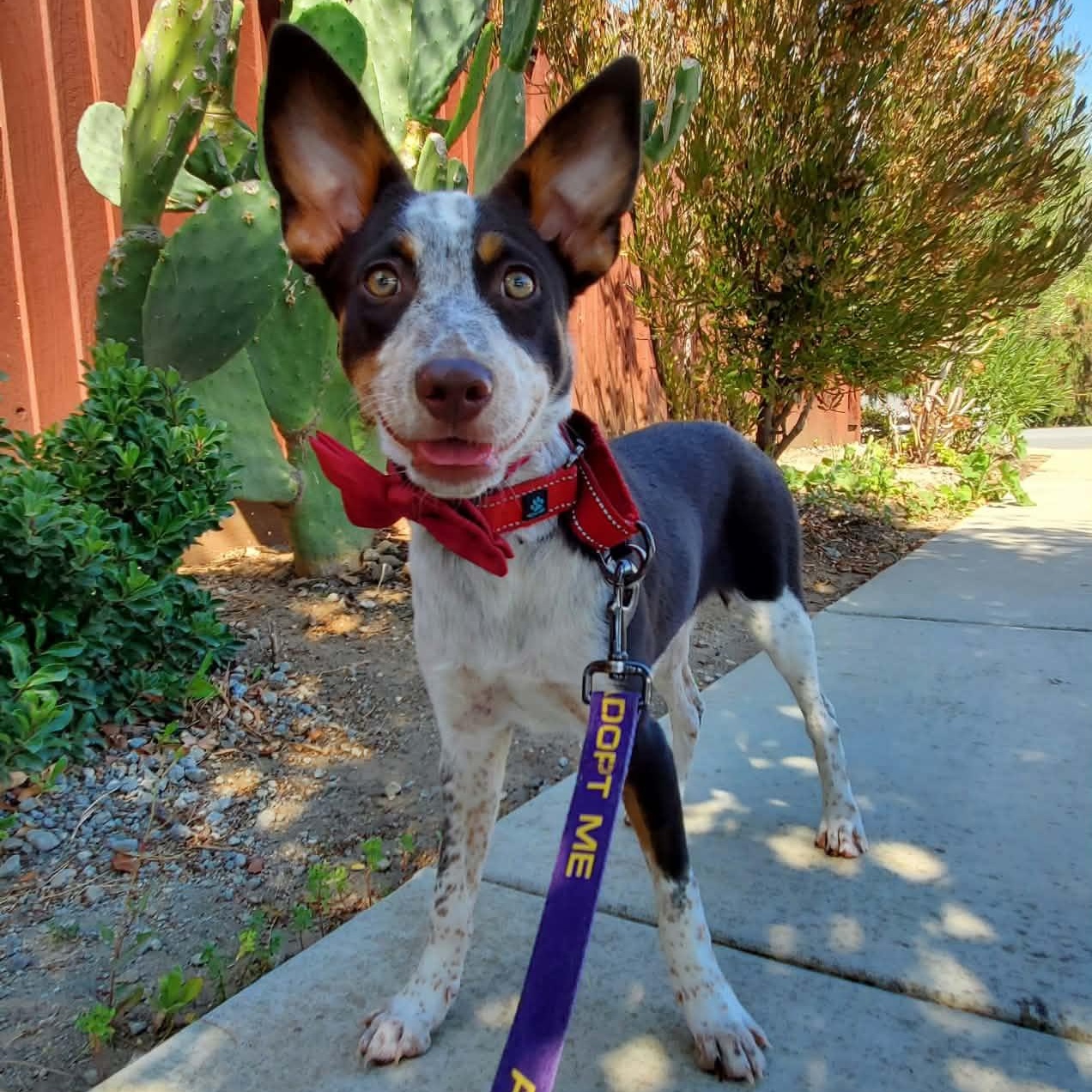 Enlarge Shoe, a Adopted mixed breed in Kingsburg, CA image 2/5