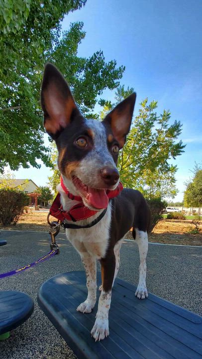 Enlarge Shoe, a Adopted mixed breed in Kingsburg, CA video 5/5